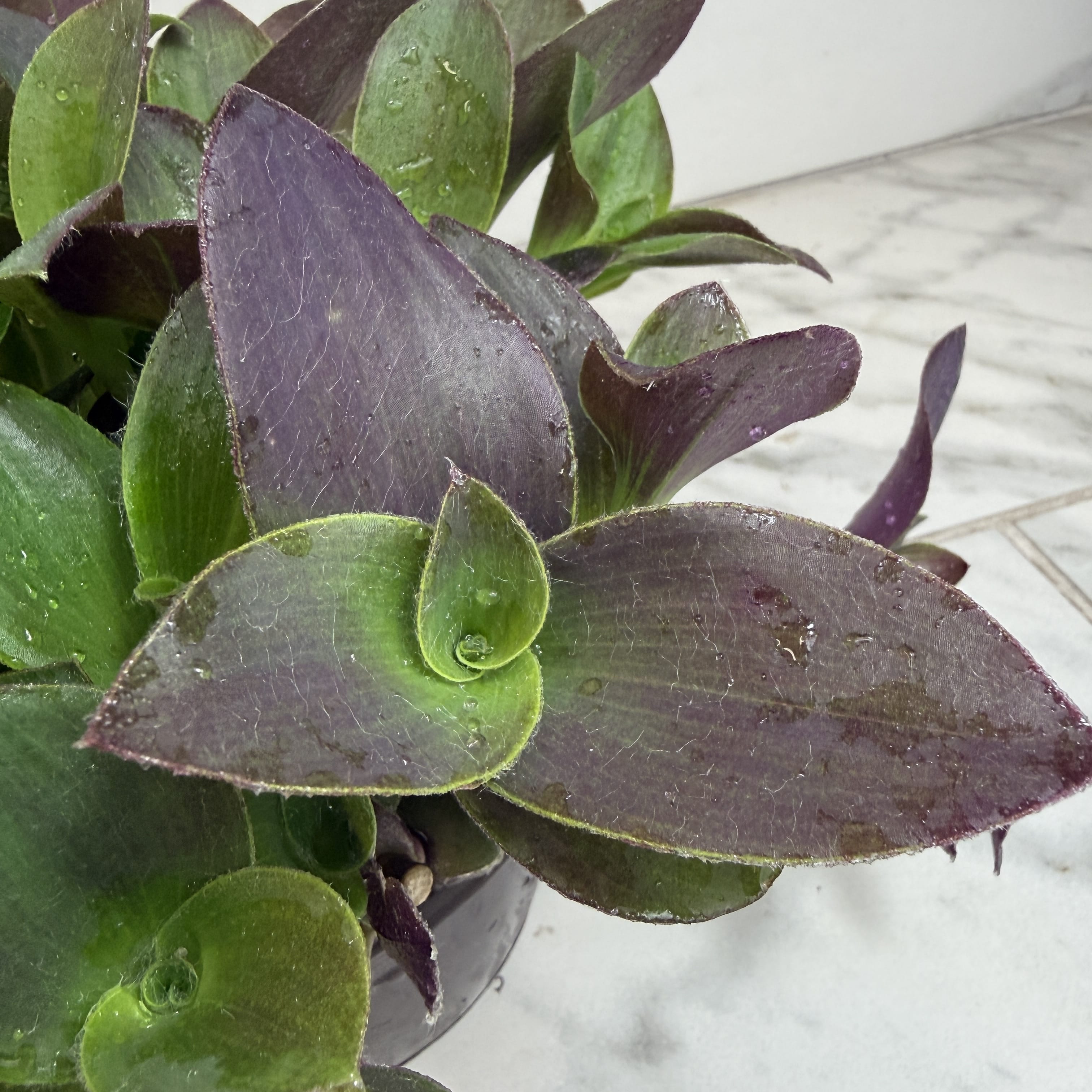 Tradescantia Sillamontana Purple Teddy Bear Vine, 6" Plant