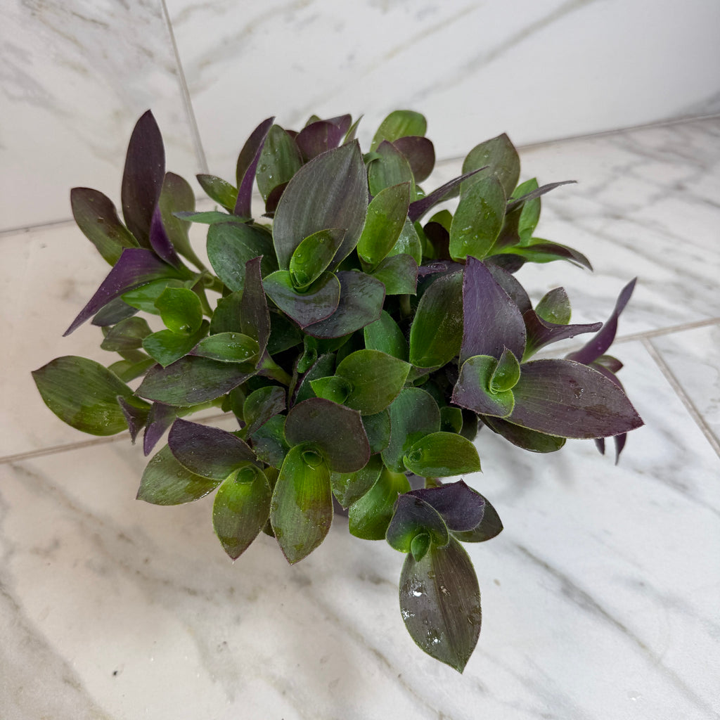 Tradescantia Sillamontana Purple Teddy Bear Vine, 6" Plant