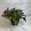 Tradescantia Sillamontana Purple Teddy Bear Vine, 6" Plant