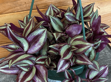 Tradescantia Zebrina Purple, 6" Plant