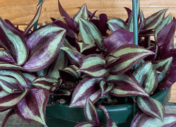 Tradescantia Zebrina Purple, 6" Plant