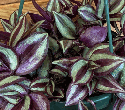 Tradescantia Zebrina Purple, 6" Plant