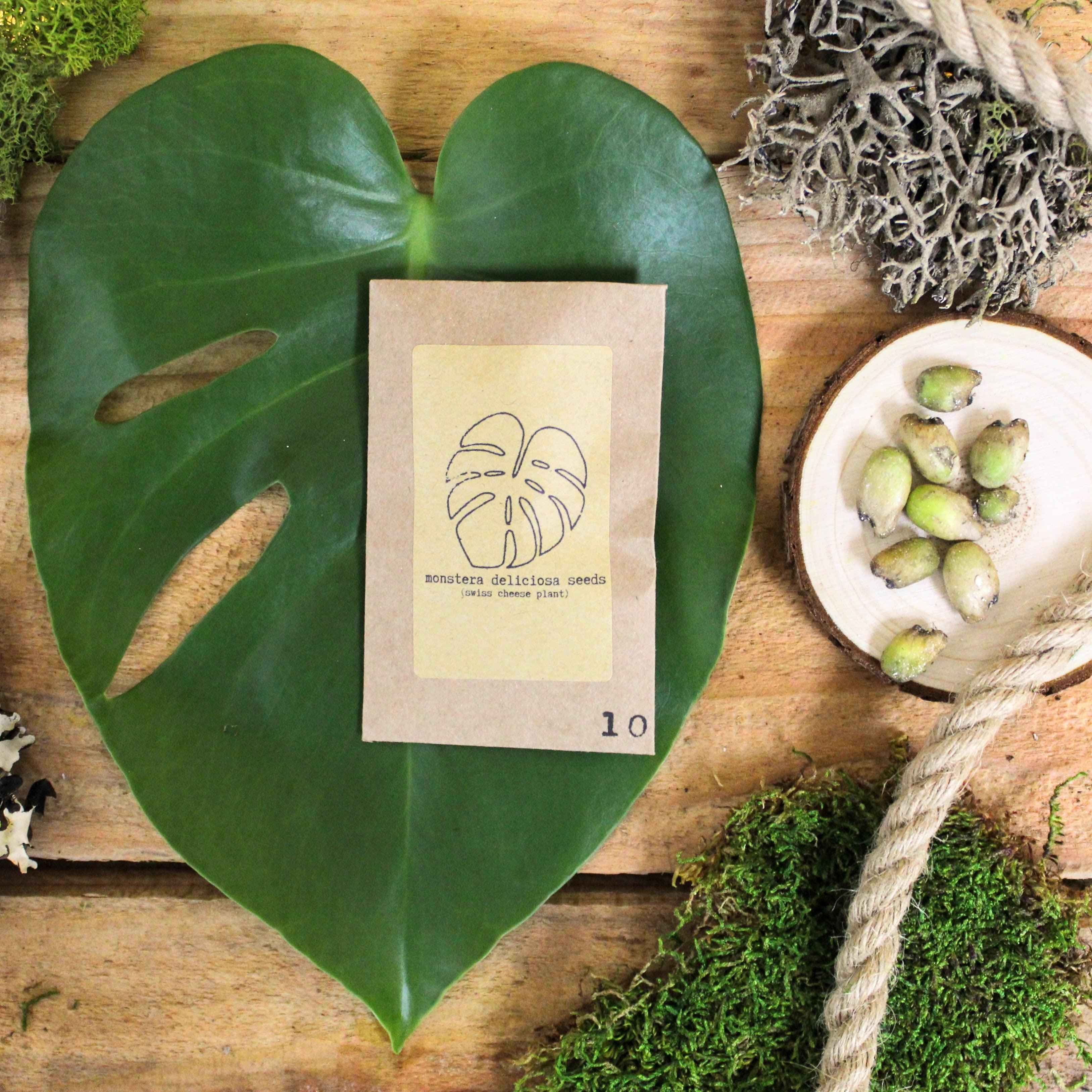 "The Popular Kids" Houseplant Seed Collection