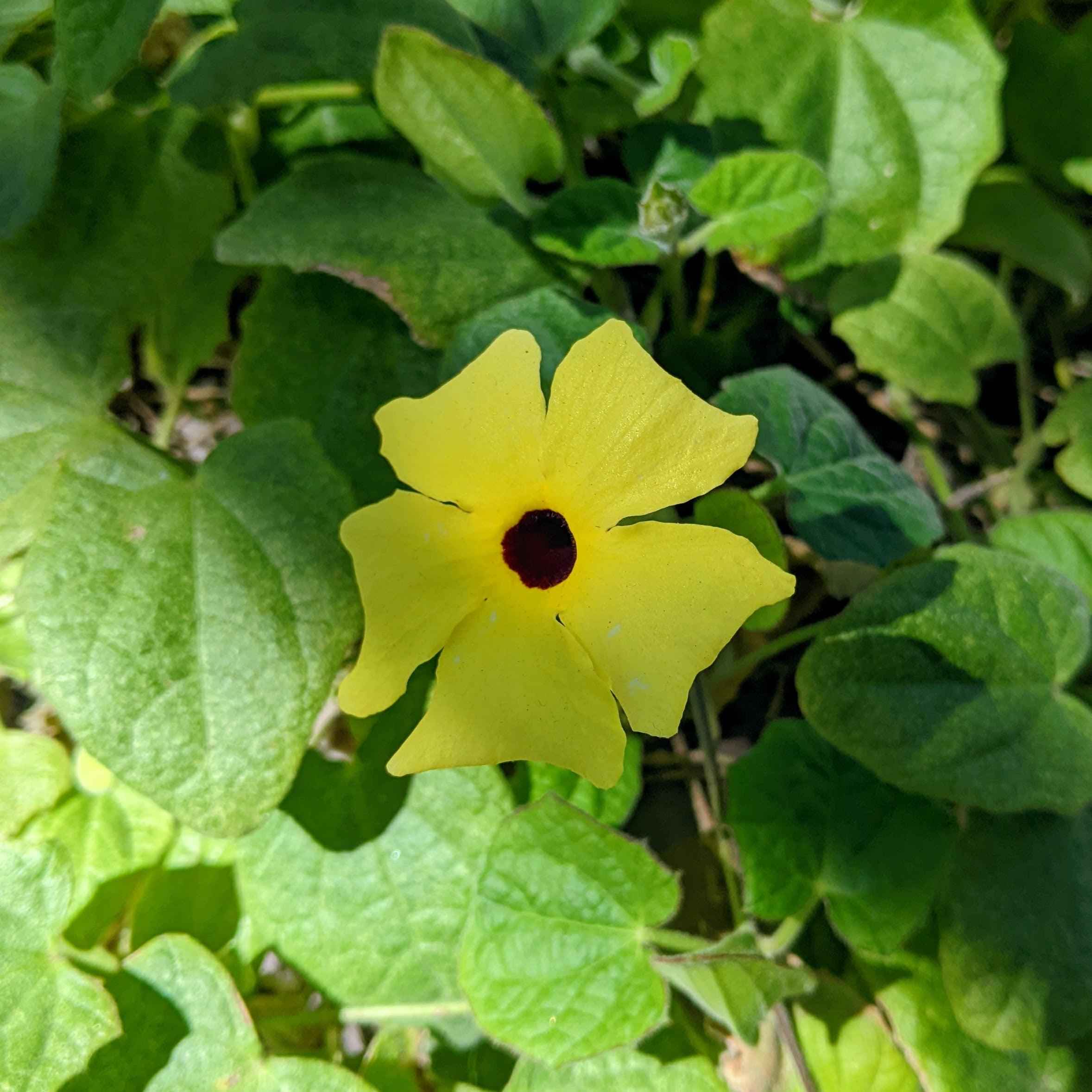 Thunbergia Seeds