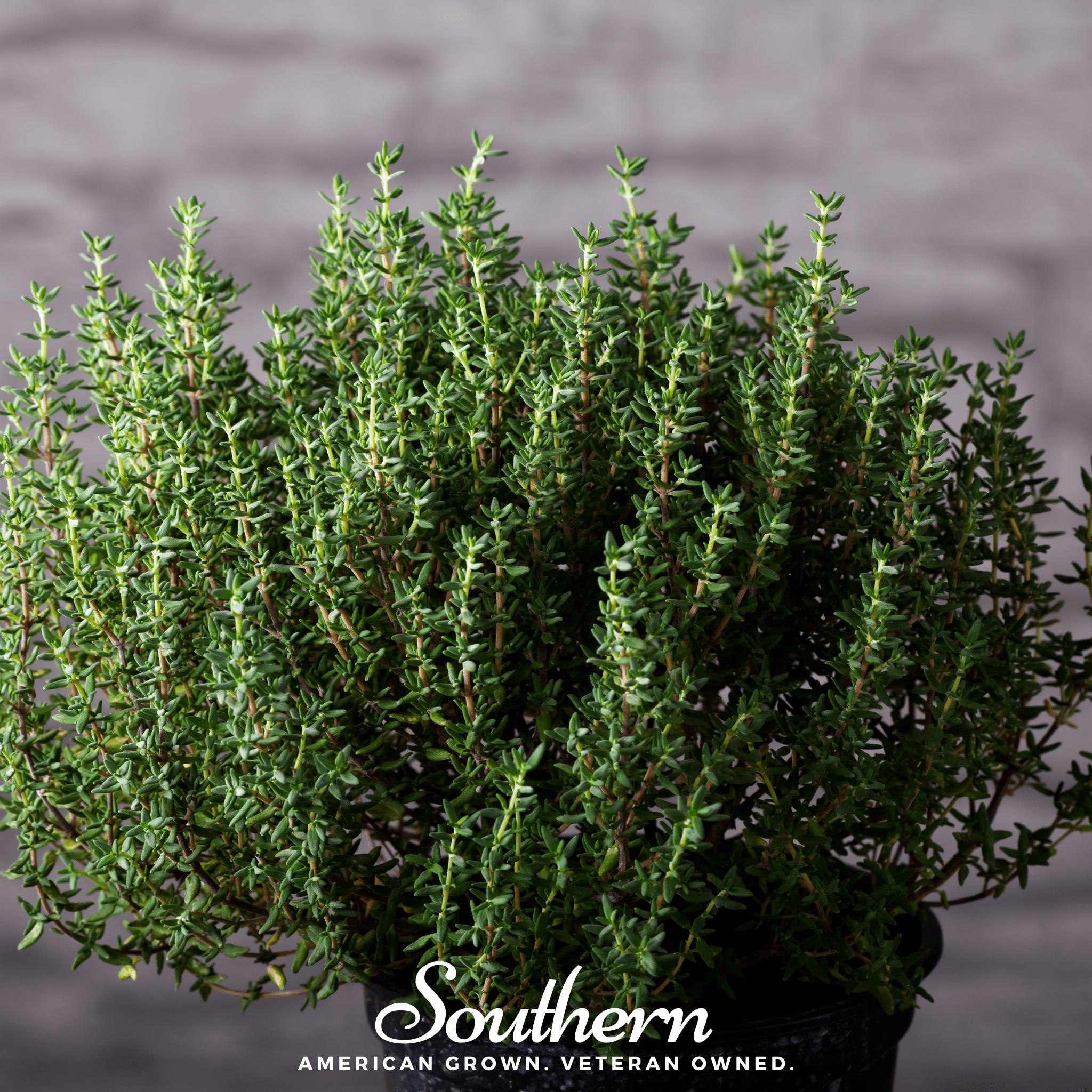 Common Thyme – 250 Seeds