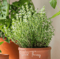 German Winter Thyme Seeds – 200 Heirloom Thymus vulgaris for Culinary & Herb Gardens