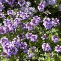 Lemon Thyme Seeds 250 Count | Thymus citriodorus Herb for Cooking & Drought Tolerance