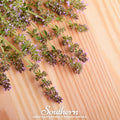 Wild Thyme Seeds - Creeping Thyme (Thymus serpyllum) Groundcover, Pink-Purple Flowers, Drought-Tolerant, Bee-Friendly, 100 Seeds