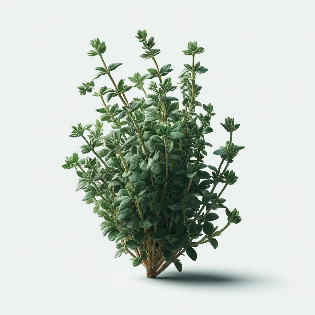 Thyme (Summer) (4x)