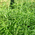 Thyme Seeds