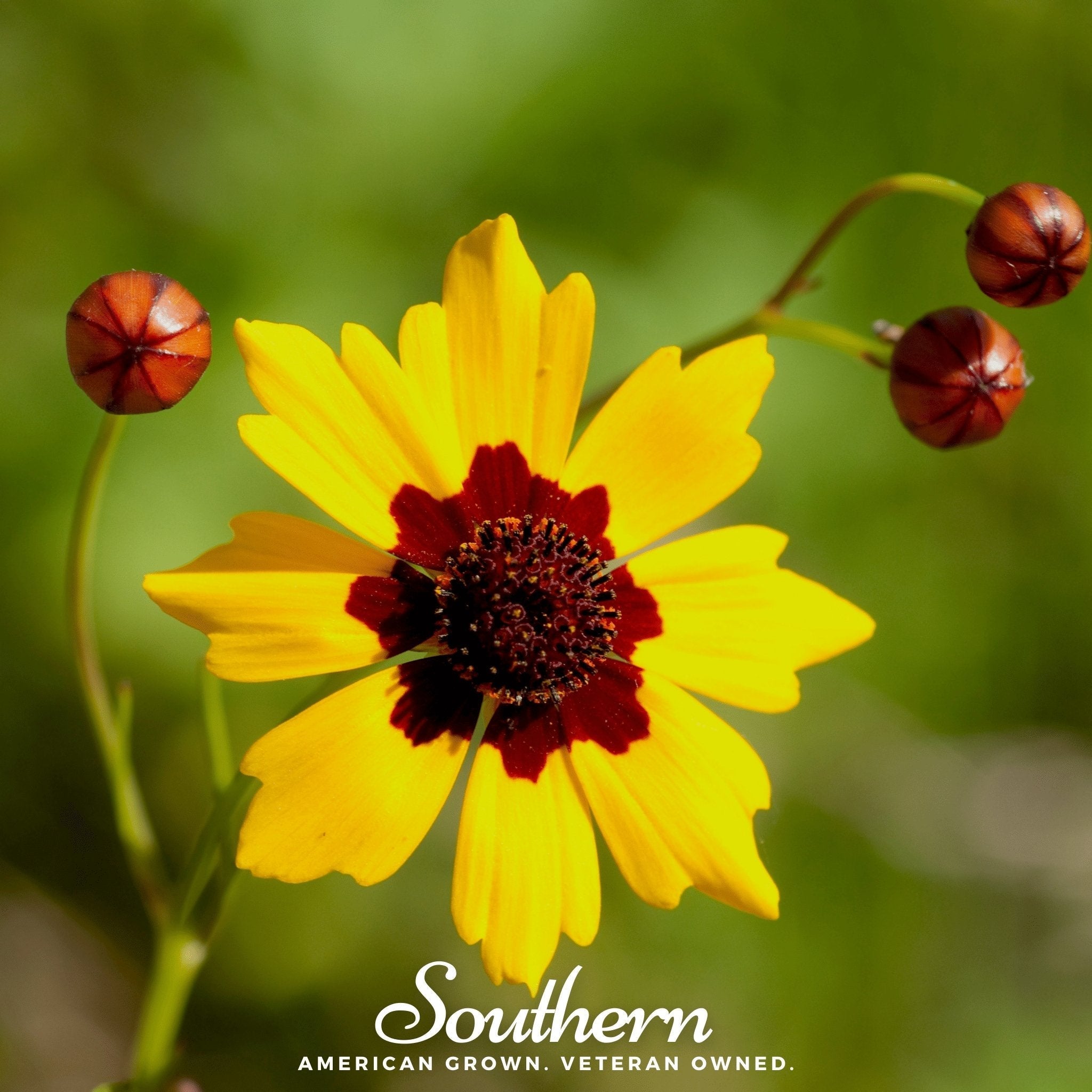 Golden Wave Tickseed – 100 Seeds