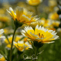 Tidy Tips Wildflower Seeds – 100 Heirloom Native California Daisies (Layia platyglossa) for Pollinators & Drought Tolerance