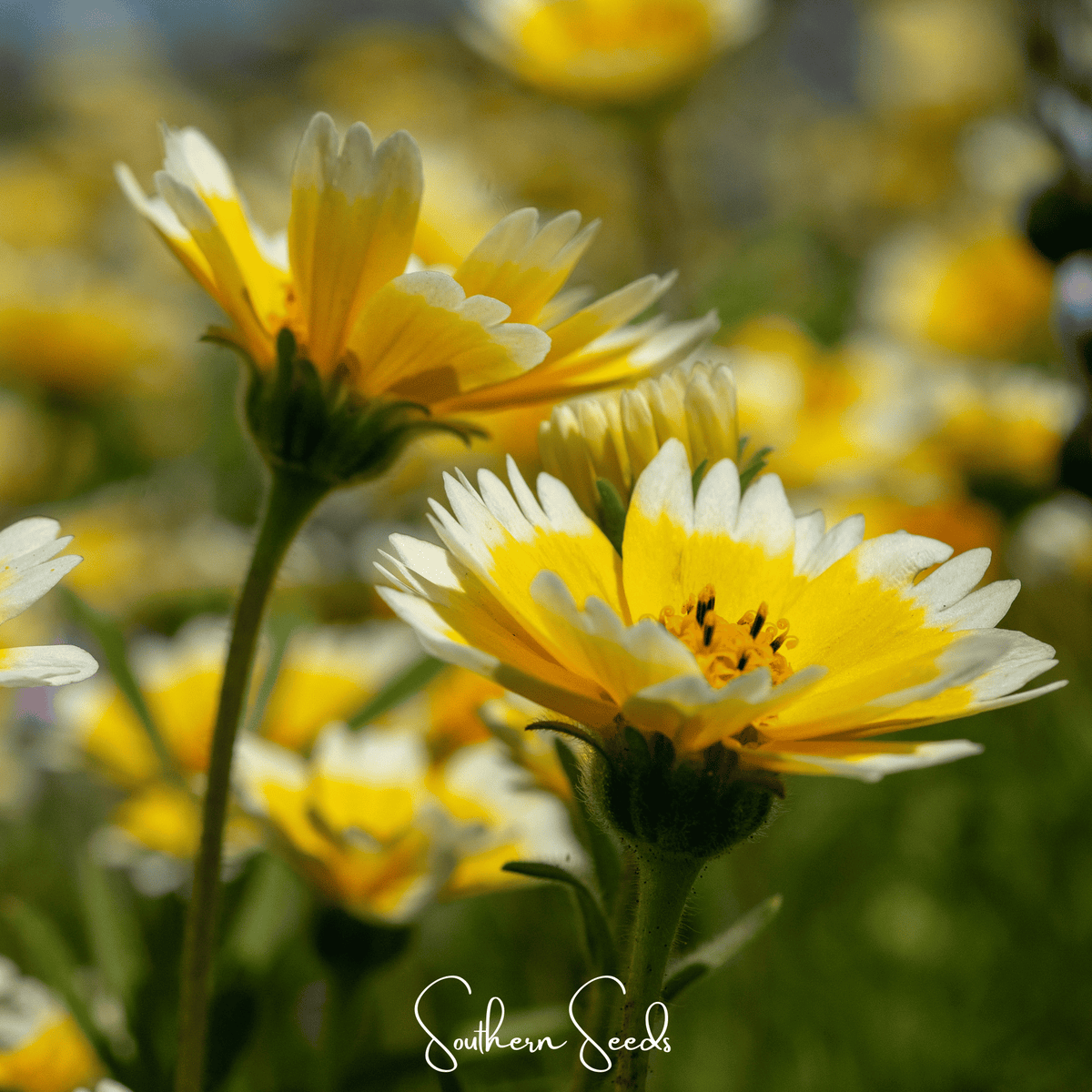 Tidy Tips Wildflower Seeds – 100 Heirloom Native California Daisies (Layia platyglossa) for Pollinators & Drought Tolerance