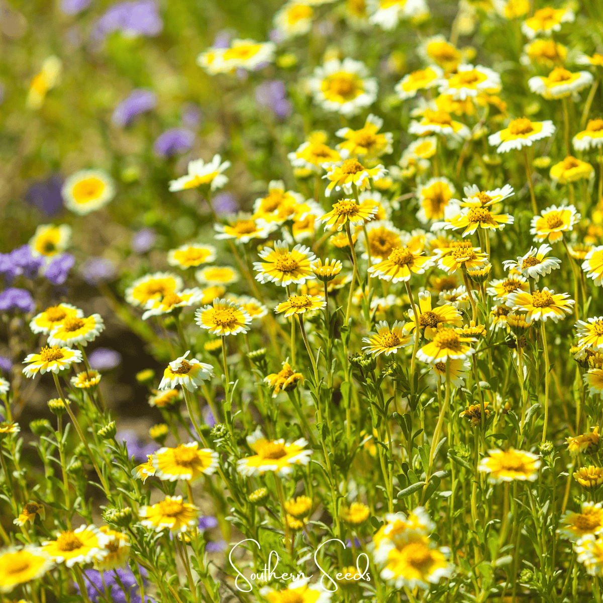 Tidy Tips Tidy Tips – 100 Seeds – Nate's Garden Supply