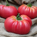Tiffen Mennonite Tomato