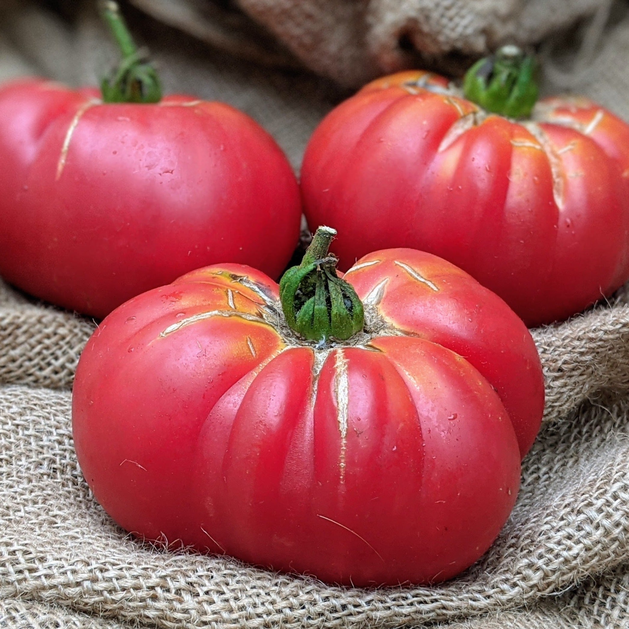 Tiffen Mennonite Tomato