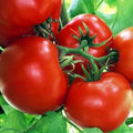 Boxcar Willie Tomato