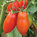 Opalka Tomato