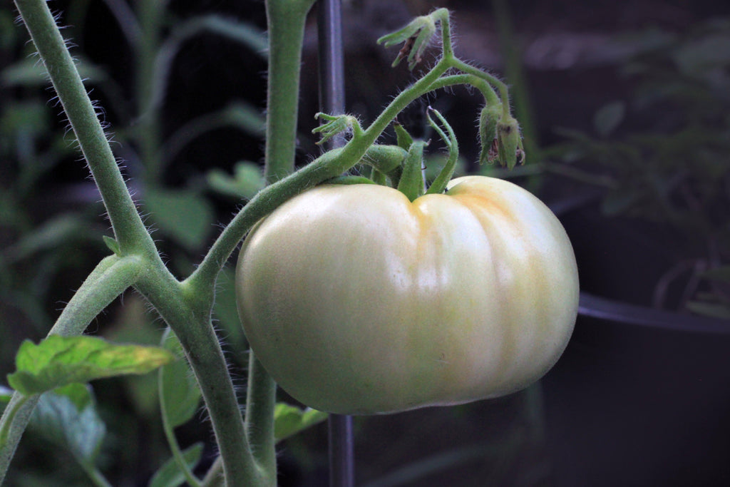 50 WHITE Wonder BEEFSTEAK TOMATO Lycopersicon 1 - 2 lb Fruit Vegetable Seeds