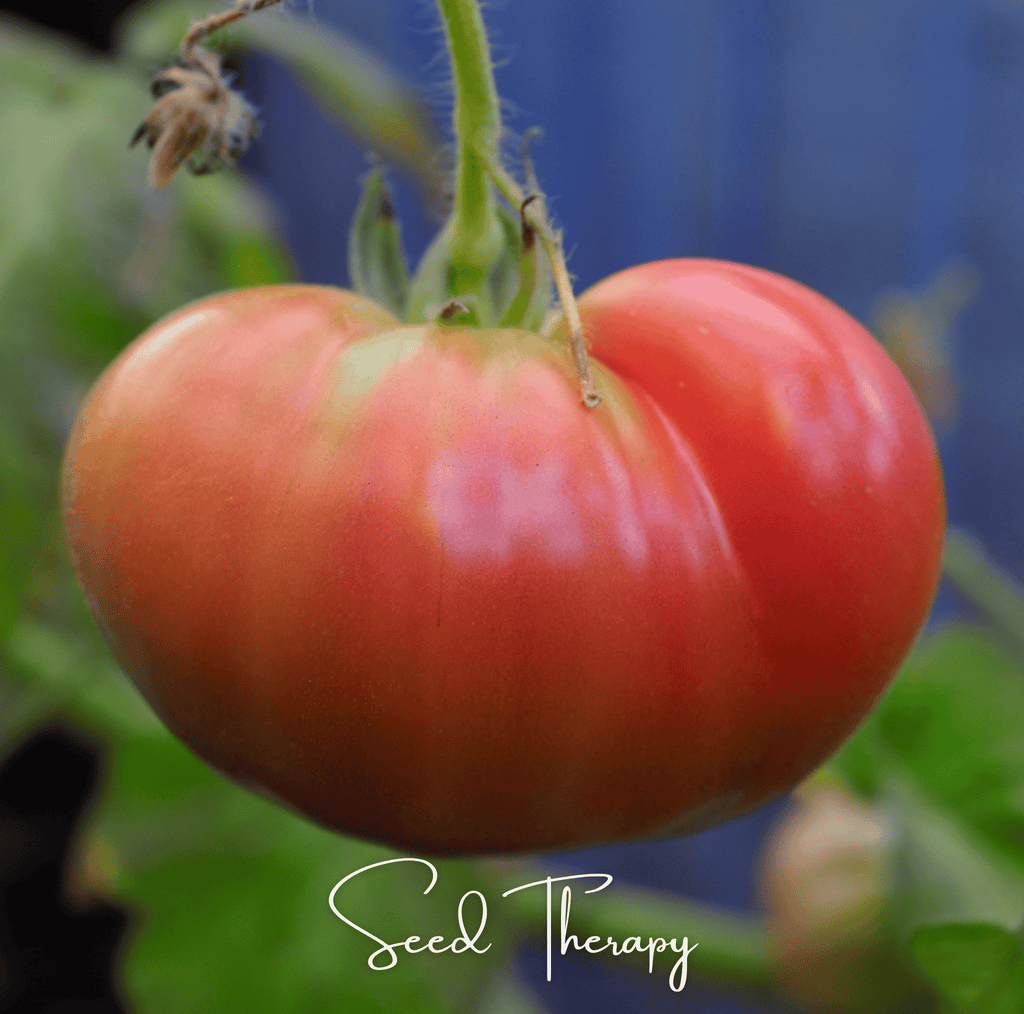 Beefsteak Tomato – 30 Seeds