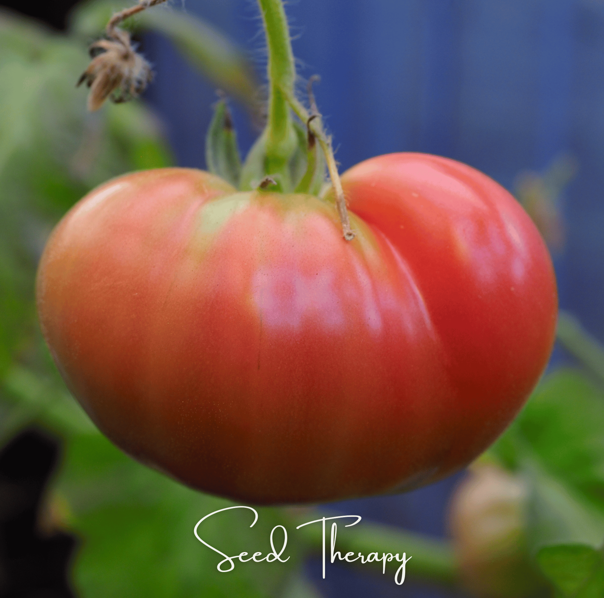 Beefsteak Tomato – 30 Seeds