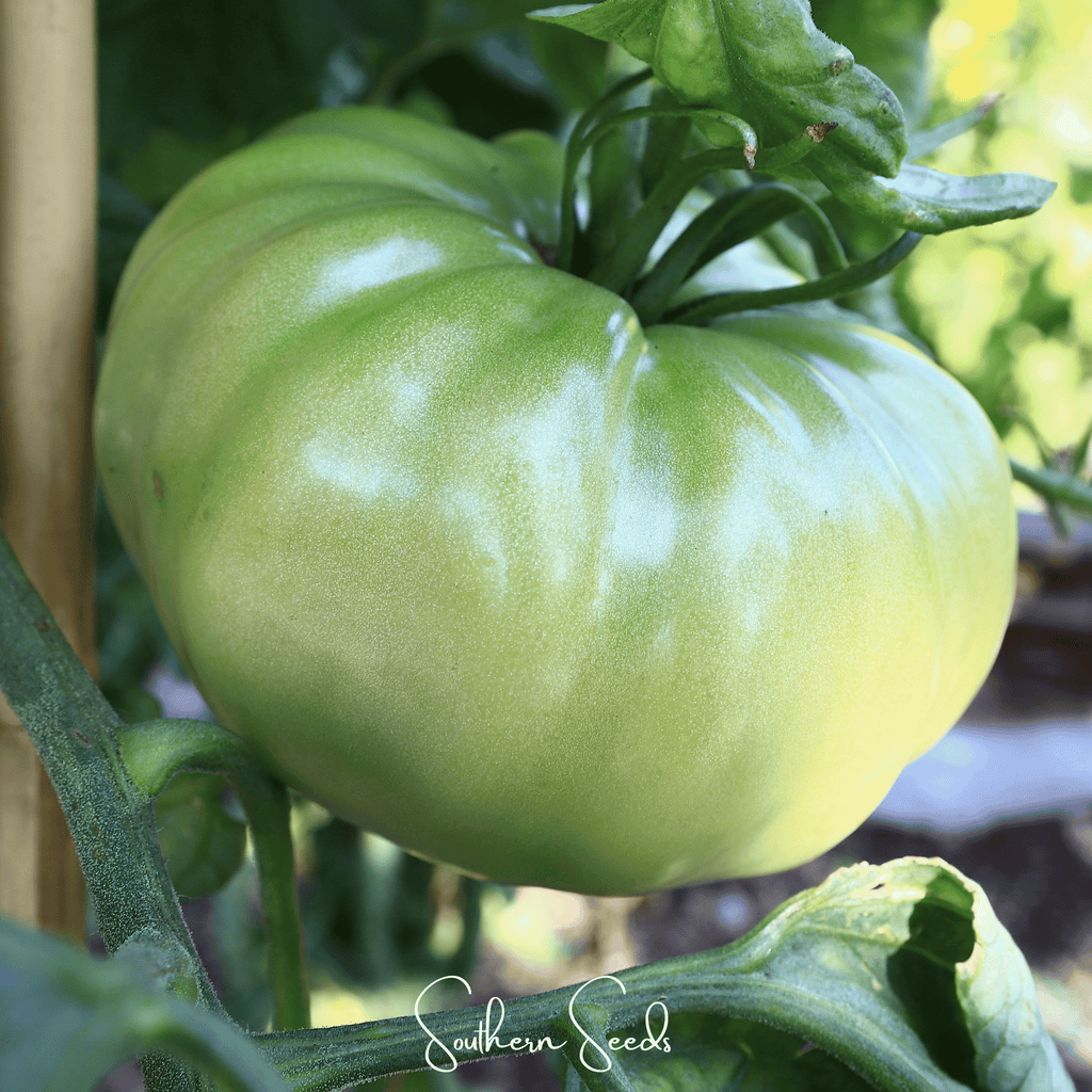 Evergreen Tomato – 50 Seeds