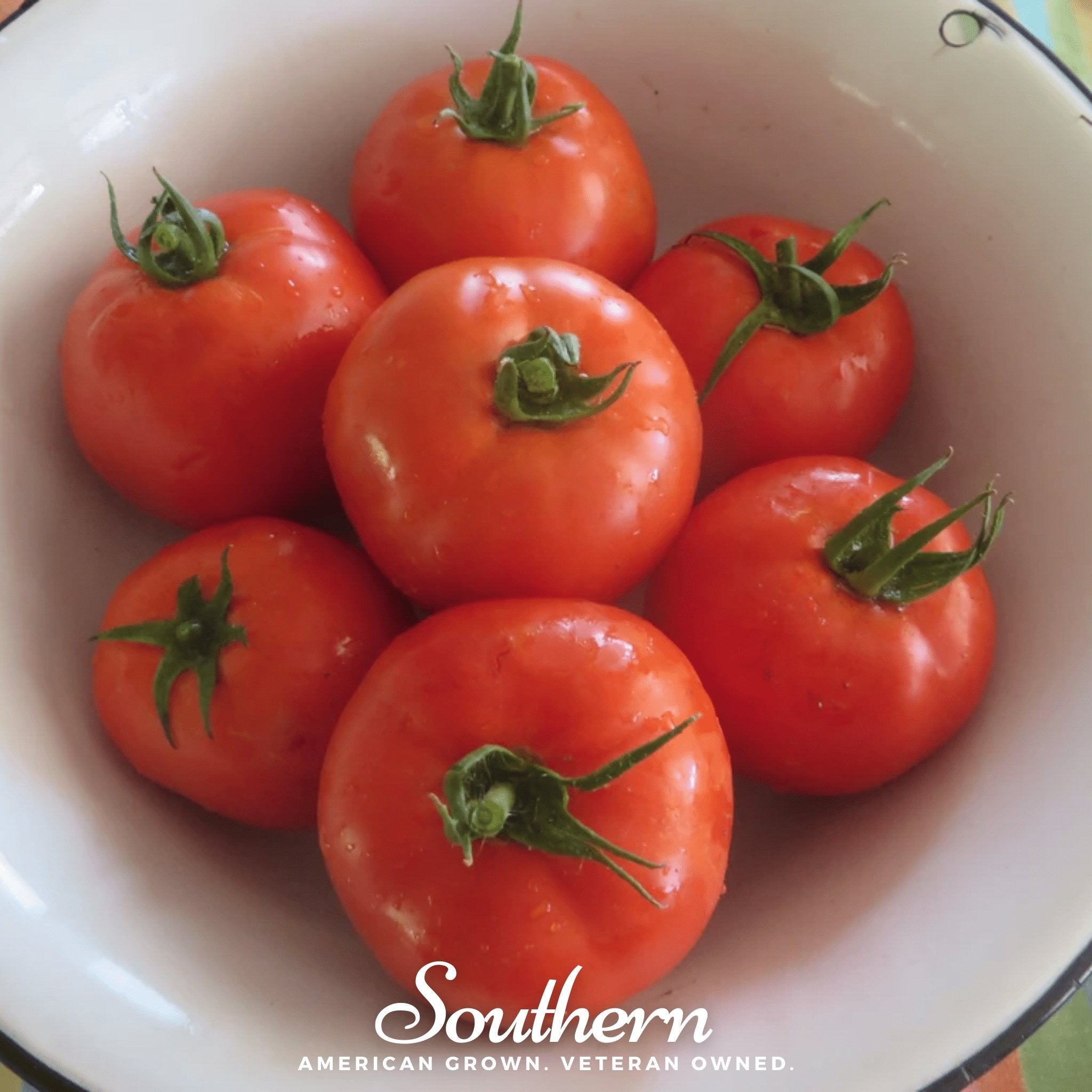 Homestead Tomato – 50 Seeds