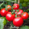 Moneymaker Tomato Seeds – 50 Heirloom, Indeterminate, Open Pollinated, Solanum lycopersicum