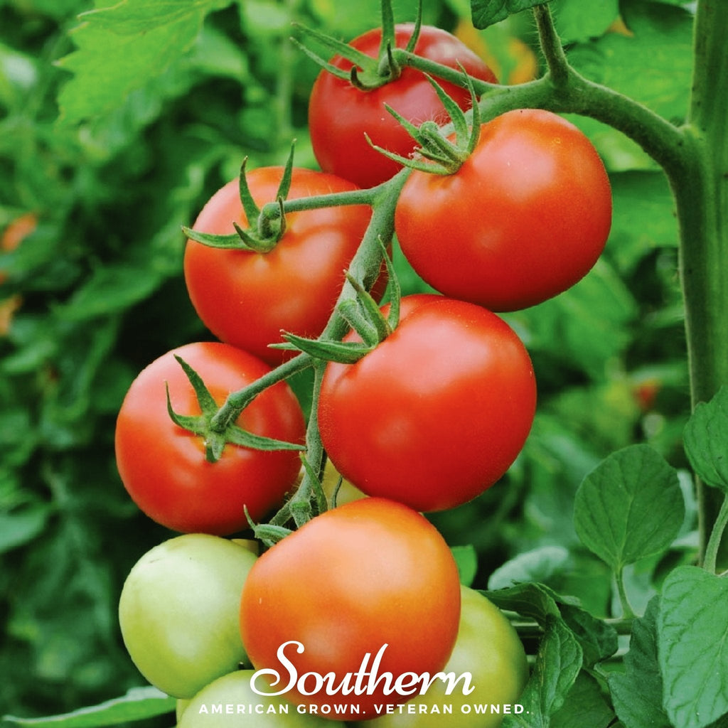 Moneymaker Tomato – 50 Seeds