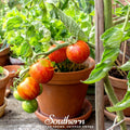 Tigerella Tomato Seeds – Heirloom, Non-GMO, Award-Winning, Traditional Old World Variety, 50 Seeds