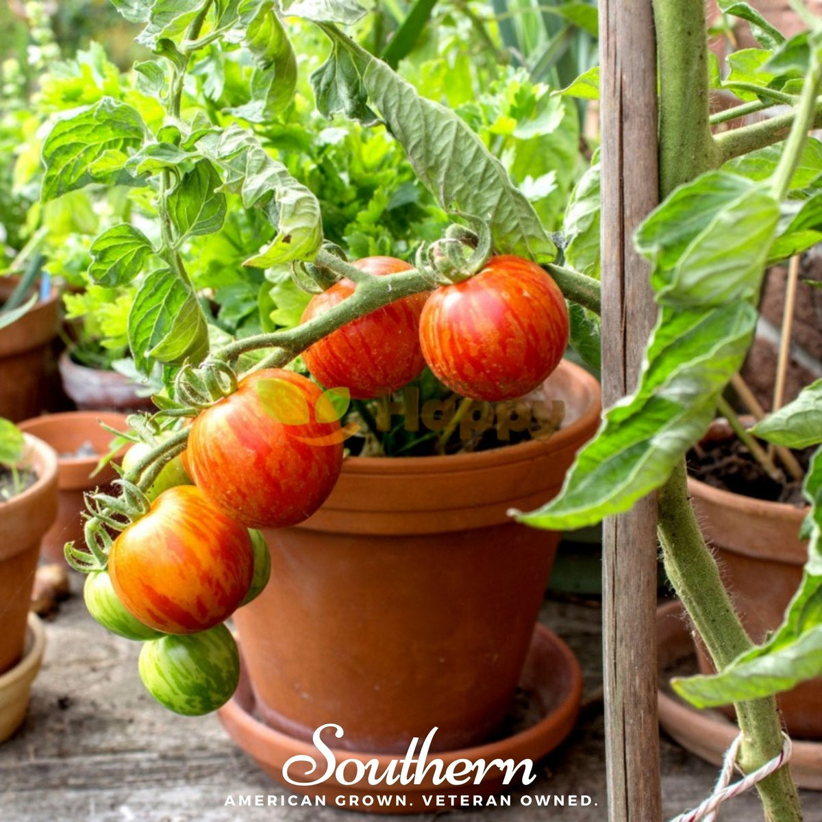 Tigerella Tomato Seeds – Heirloom, Non-GMO, Award-Winning, Traditional Old World Variety, 50 Seeds