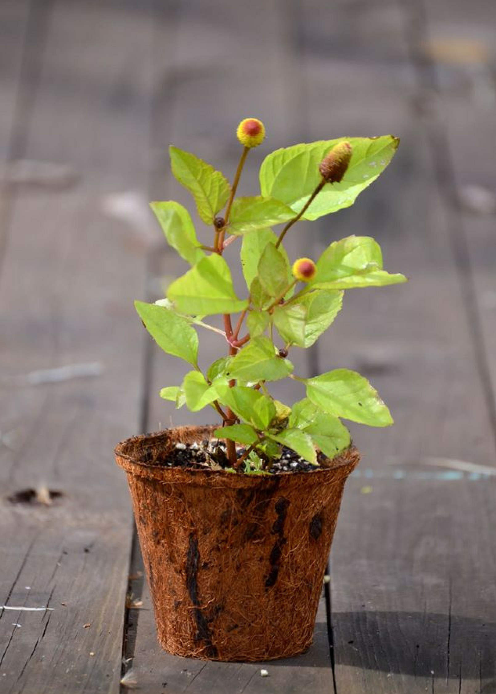 Electric Daisy Toothache Plant (Spilanthes acmella)