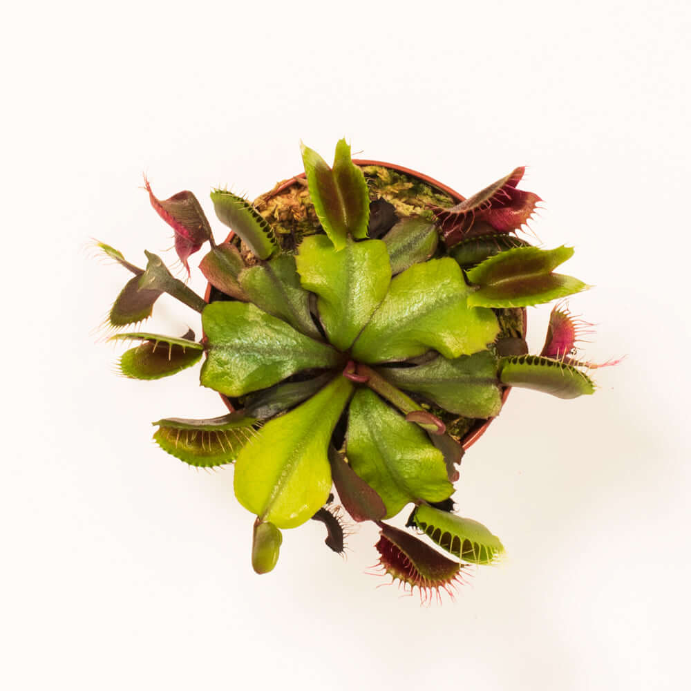 Red Venus Flytrap