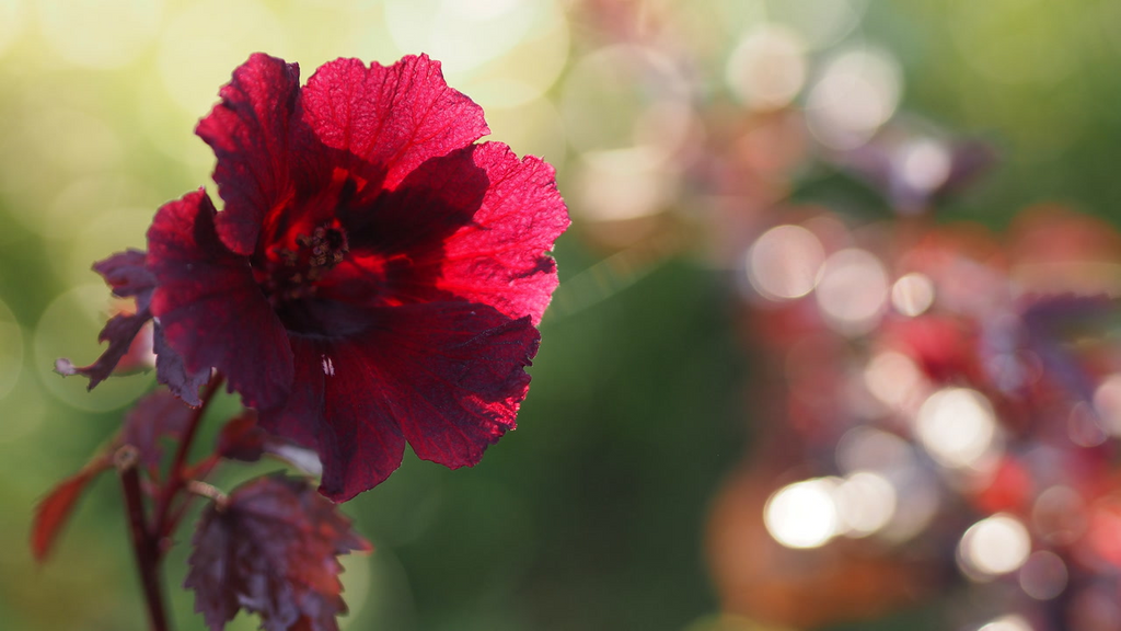 7 Live Cranberry Hibiscus Plant Clippings - Organic Edible Perennial, Perfect for Gardening & Cooking