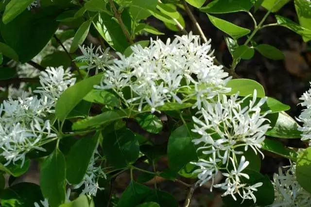 Fringe Tree Cuttings (5+) - Chionanthus virginicus - Native Flowering Shrub