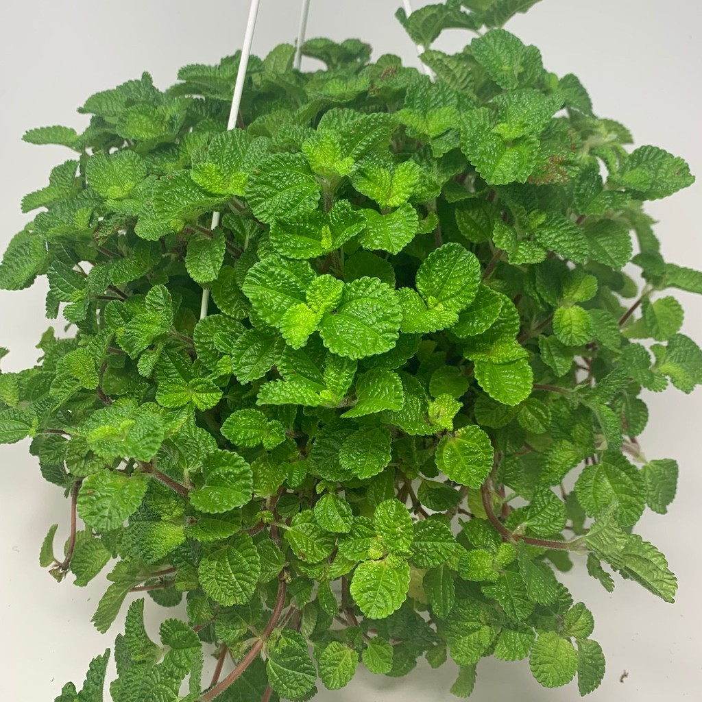 1 Creeping Charlie Friendship Plant - Live Plant, Pilea Nummulariifolia, Ground Cover, Easy Care, Indoor Outdoor, Unique Trailing Vine