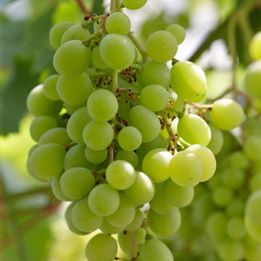 1 Green Rooted Grapes Cutting 8" Vine, Sweet Seedless Live Plant for Vineyard or Garden, Vitis vinifera, Fruit Propagation, Easy Growing