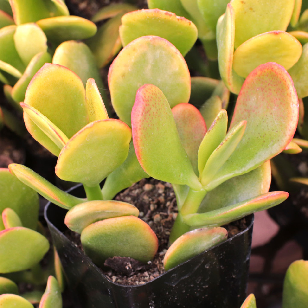 1 Golden Jade Hummels Sunset Crassula Ovata Argentea Huge Branched Cutting Unrooted 5" - Succulent, Jade Plant, Rare Plant Propagation