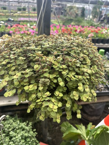 20 Unrooted Cuttings Dwarf Bolivian Wandering Jew - Tradescantia Minima, Callisia Repens - Easy Grow Plants