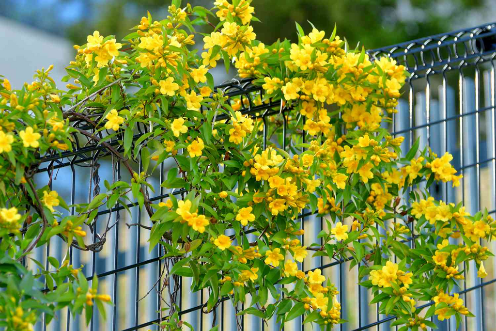 20 Yellow Climbing Rose Seeds - Fragrant Perennial Vine - Fast-Growing Flower for Trellis, Arbors & Fences - Easy to Grow