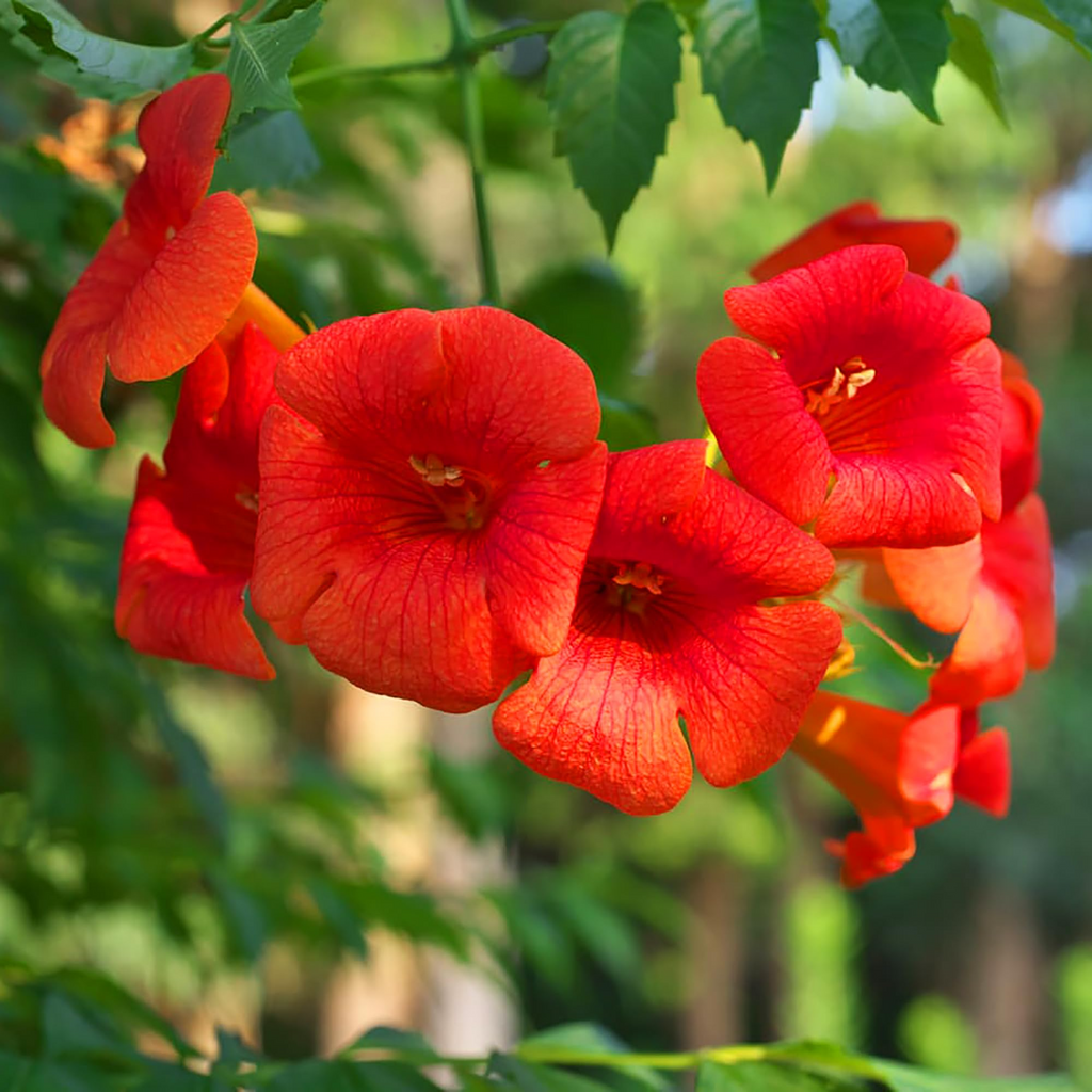 25 Red Hummingbird Vine Seeds | Campsis radicans | Trumpet Vine for Trellises, Fences & Hummingbird Gardens | Non-GMO Seeds