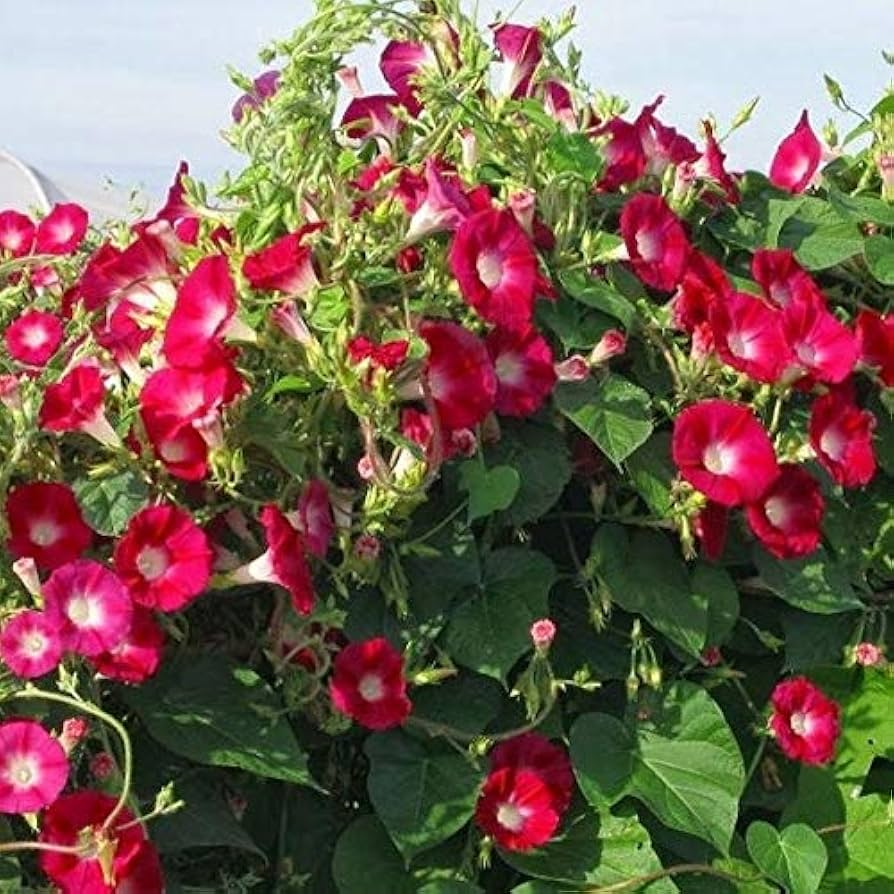 100 Red Ipomoea Seeds | Ipomoea coccinea | Non-GMO Climbing Vine with Bright Red Blooms | Perfect for Trellises & Fences
