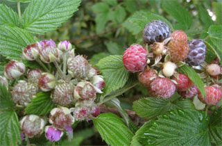 1 Black Raspberry Plant - Rubus niveus (Mysore) | Bare Root Starter Fruit Bush | Edible Berry Plant for Home Gardens