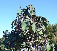 2 Unrooted Perennial Purple Tree Kale Cuttings (5-7") - Brassica oleracea, Purple Tree Collard, Edible Perennial, Rare Garden Cutting
