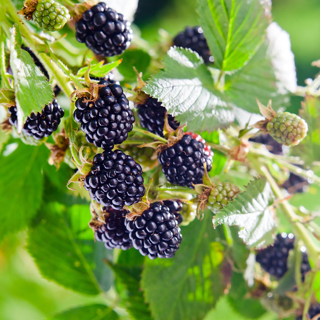 1 Big Daddy Thornless Blackberry Plant - Rubus | Outdoor Garden Fruit | Perennial Edible Berry Bush for Home Orchards