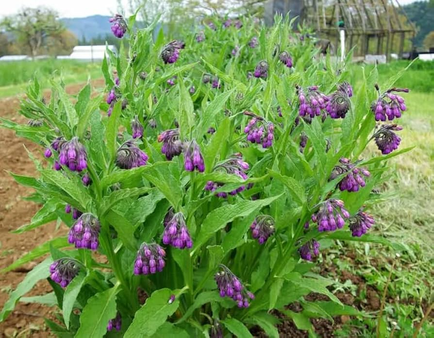 Comfrey Bocking 14 Root Cuttings - 10 ct - Organic - Perennial Plant - Soil Builder - Drought Tolerant - USDA Zones 4-9