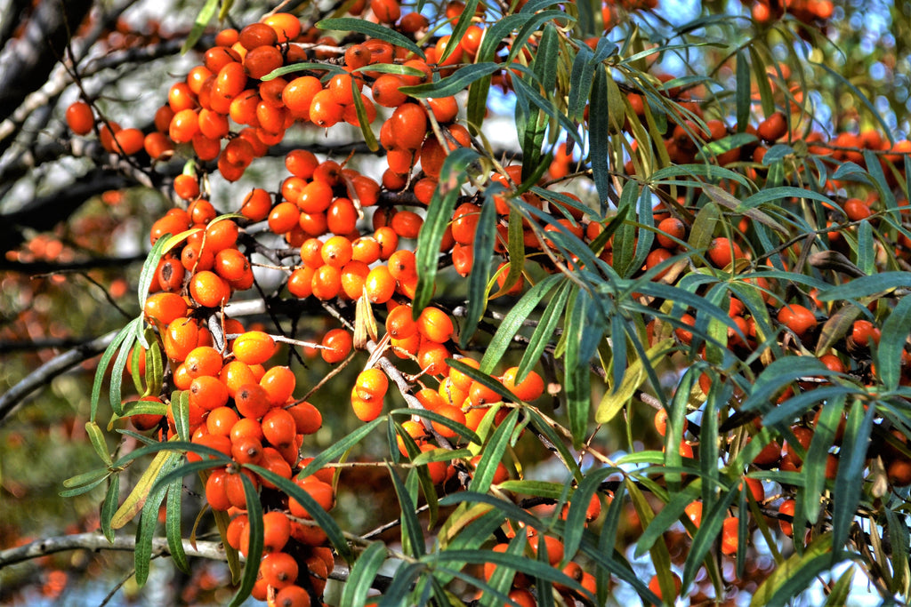 100 SEABERRY Sea Buckthorn Elaeagnus Hippophae Rhamnoides Orange Berry Fruit Shrub Yellow Flower Silver Foliage Seeds