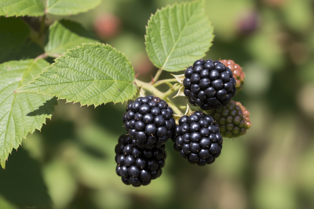 Blackberry Grow Kit | Grow Blackberries from Seed | Seeds In A Cup®