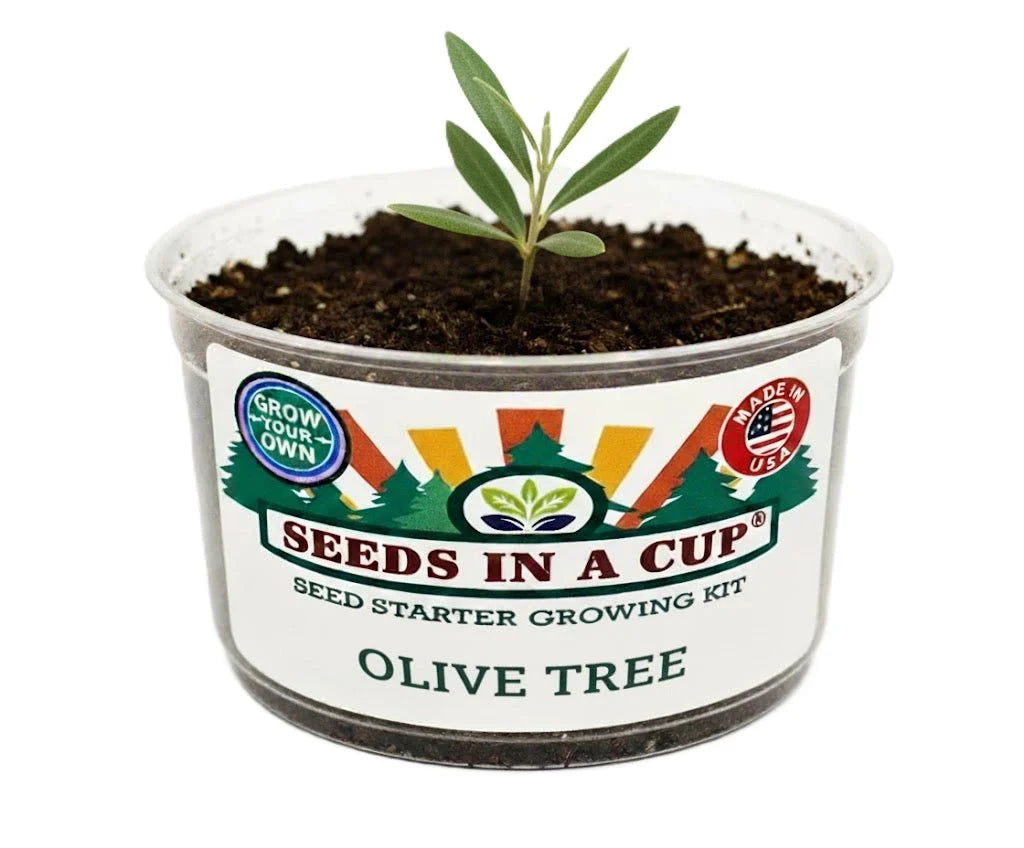 Olive Tree Grow Kit | Grow Mediterranean Olive from Seed | Seeds In A Cup®