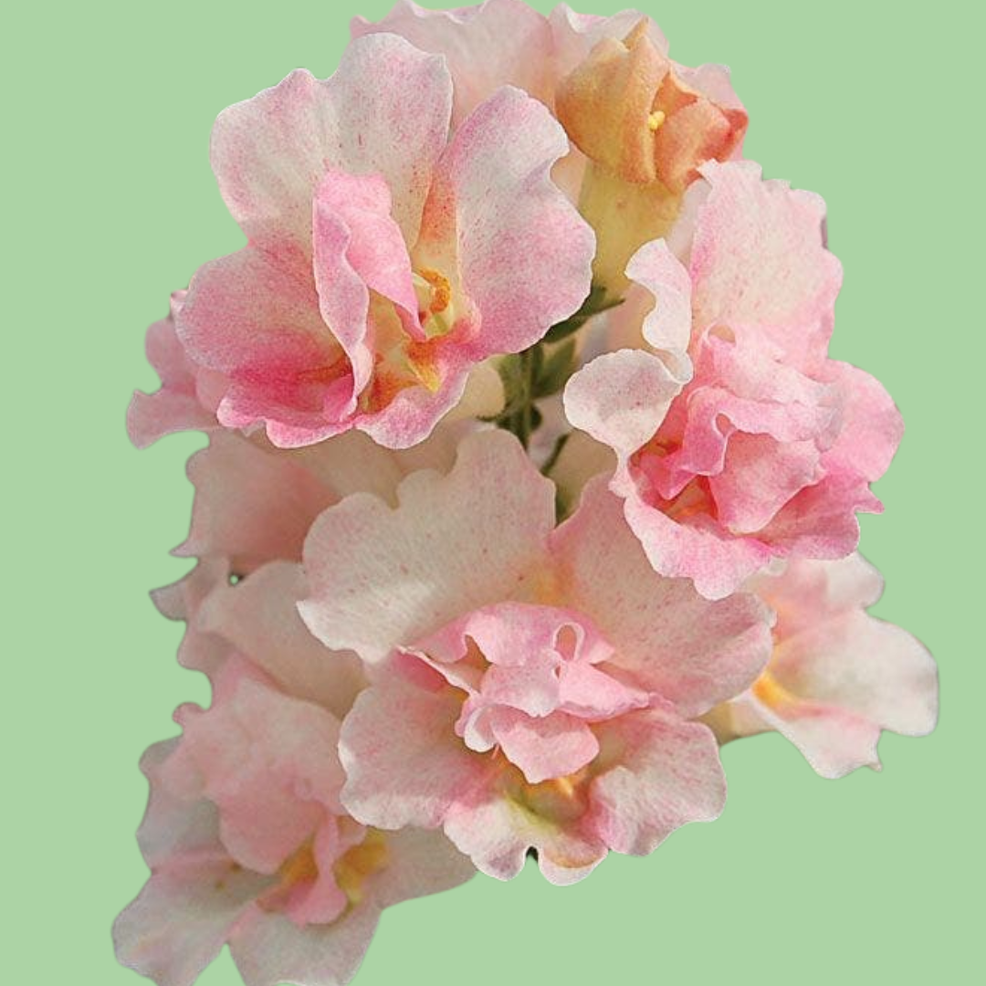 Snapdragon Twinny appleblossom seeds